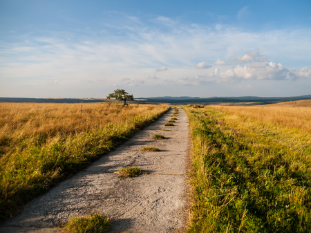 Straight rural mountain road with small tree in the middle of green meadow, Krusne Hory, Czech Republicの写真素材