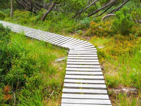 Narrow wooden hiking trail in the grass of peat bog area, Georgenfelder Hochmoor, Germanyの写真素材