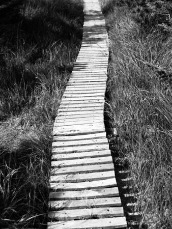 Narrow wooden hiking trail in the grass of peat bog area, Georgenfelder Hochmoor, Germany, black and white imageの写真素材