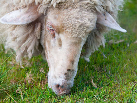Detailed view of head of sheep grazing on a green pastureの写真素材