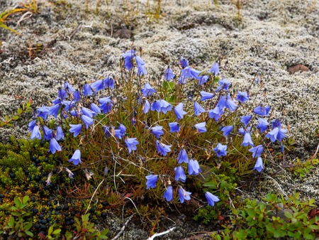Group of violet harebell flowers in Skaftafell National Park, Icelandの写真素材