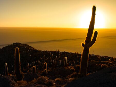 Sunrise with sun hidden behind cactus on Isla Incahuasi, Salar de Uyuni, Boliviaの写真素材