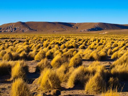 Typical grass clumps in Cordillera de Lipez in southern bolivian Altiplanoの写真素材