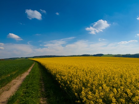 Rape plant field and country road on it's edge, typical czech spring landscape with color combination of green, blue and yellowの写真素材