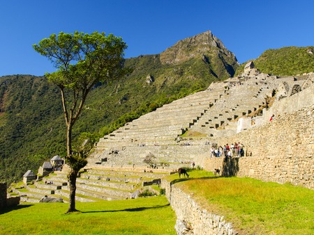 Green terraces of Machu Picchu in Peruの写真素材