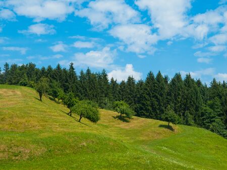 Summer hilly landscape with green meadow, trees, blue sky and white cloudsの写真素材