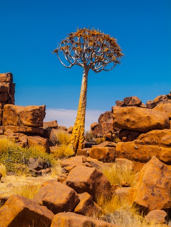 Quiver tree and rock formations of Giant's Playground in Namibiaの写真素材