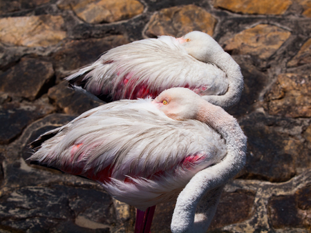Sleeping standing flamingos with heads hidden in it's feathersの写真素材