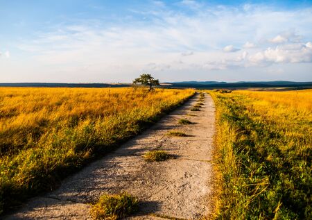 Country road and small solitary tree in summer eveningの写真素材