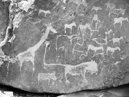 Prehistoric Bushman engravings - Lion Plate with Lion Man and other animals and symbols, Twyfelfontein, Namibia. Black and white image.の写真素材