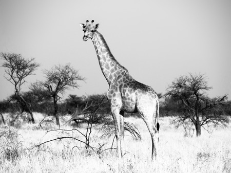 Giraffe standinf in yellow dry grass of savanna. Black and white image.の写真素材