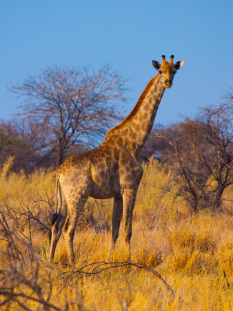 Giraffe standinf in yellow dry grass of savannaの写真素材