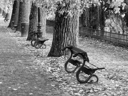 Beautiful ornamental green benches in autumn park. Black and white image.の写真素材