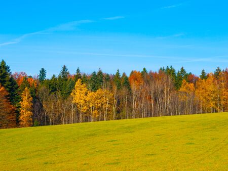 Autumn meadow and colorful forest under the blue skyの写真素材