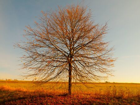 Lonesome autumn tree without leaves in the evening timeの写真素材