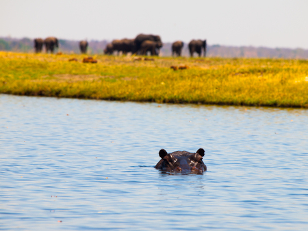 Hippo completely sunk below the river surface. Only eyes and ears are visible. Unfocused elephant herd on a background.の写真素材