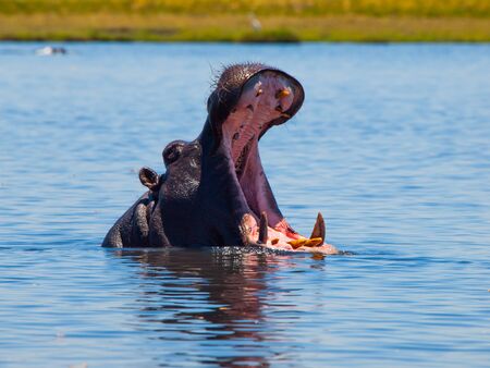 Big hippo with wide open mouth and sharp teeth in the riverの写真素材