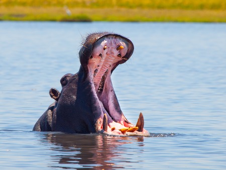 Big hippo with wide open mouth and sharp teeth in the riverの写真素材