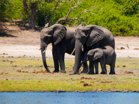 Family of african elephants - mother, father and baby - at the river on sunny day.の写真素材
