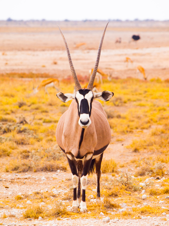 Gemsbok antelope, or Oryx gazella, standing in the dry yellow grass of savanna in Etosha National Park, Namibiaの写真素材