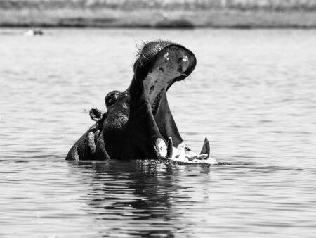 Big hippo with wide open mouth and sharp teeth in the river. Black and white image.の写真素材