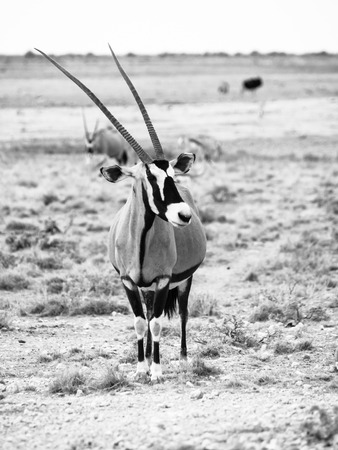 Gemsbok antelope, or Oryx gazella, standing in the dry yellow grass of savanna in Etosha National Park, Namibia. Black and white image.の写真素材