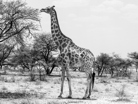Eating giraffe on safari wild drive. Black and white image.の写真素材
