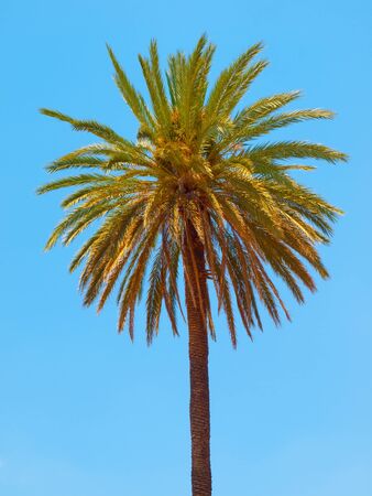 Lonesome palm tree on a blue sky backgroundの写真素材