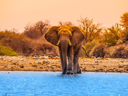 Huge african elephant standing at waterhole, Etosha National Park, Namibiaの写真素材