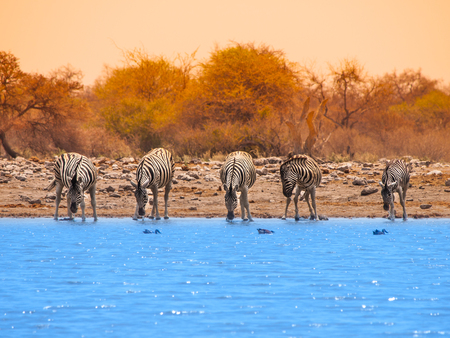 Five zebras drinking water at waterhole, Etosha National Park, Namibiaの写真素材