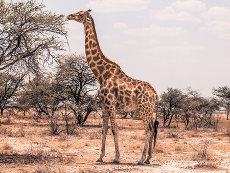 Beautiful giraffe feeding from tree in savanna.の写真素材