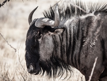 Detailed view of wildebeest gnu from profile, Etosha National Park, Namibiaの写真素材