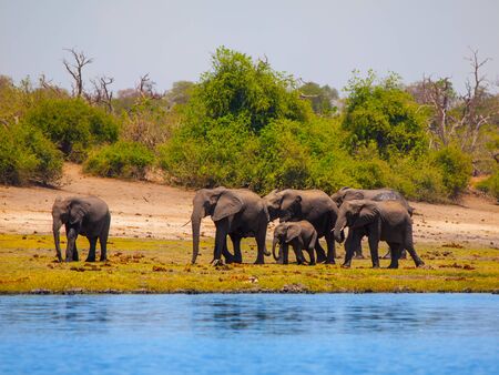 Family of african elephants at the river on sunny day.の写真素材