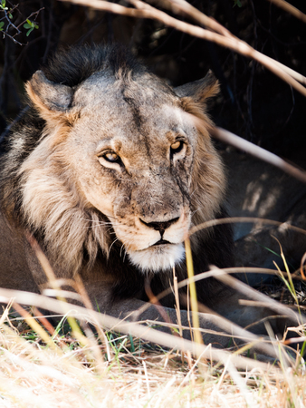 Young male lion lying in the grass and hidden in the shadow on hot sunny day. Detailed portrait. Moremi Game Reserve, Okavango region, Botswana.の写真素材
