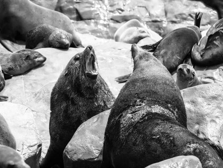 Two dangerous brown fur seals fighting on a rock. Black and white image.