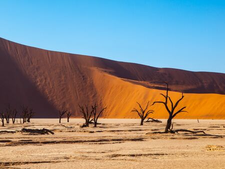 Dead acacia trees and red dunes of Namib desert, Namib Naukluft National Park, Namibiaの写真素材