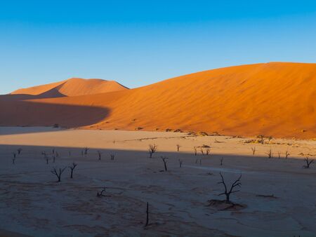 Dead acacia trees and red dunes of Namib desert, Namib Naukluft National Park, Namibiaの写真素材
