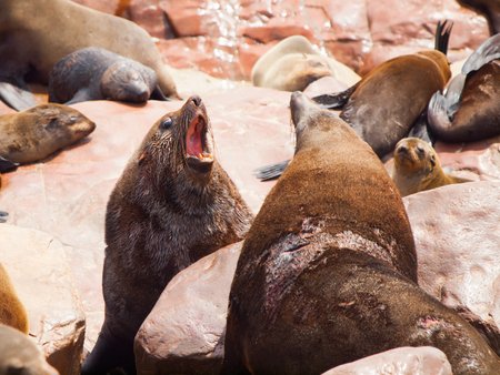 Two dangerous brown fur seals fighting on a rockの写真素材