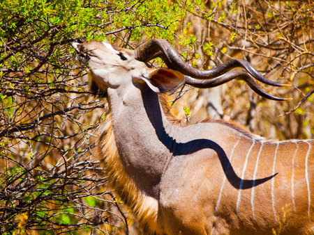 Hungry kudu antelope eating from tree in Okavango Delta, Botswanaの写真素材