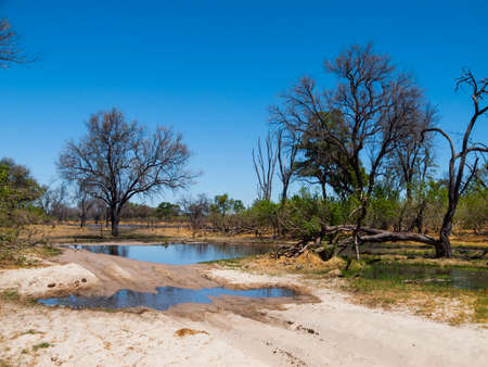 Flooded road with ford in Okavango delta, Botswanaの写真素材