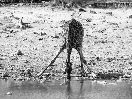 Thirsty giraffe drinking from waterhole in typical pose with wide spread legs, Etosha National Park, Namibia. Black and white image.の写真素材