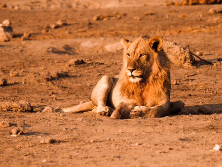 Male lion having a rest on dusty ground, Etosha National Park, Namibiaの写真素材