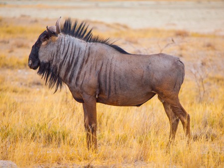 Wild wildebeest gnu standing in savanna of Etosha National Park, Namibia. Profile view.の写真素材