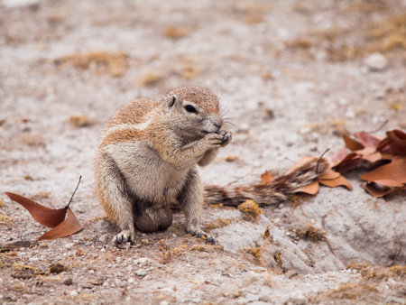 South African ground squirrel, Xerus inauris, sitting and eating, Etosha National Park, Namibia