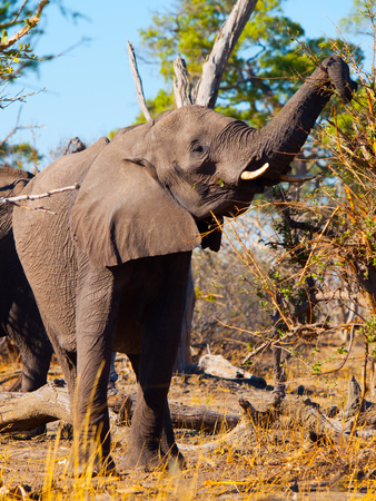 African elephant eating branches from trees in savanna, Chobe National Park, Botswanaの写真素材