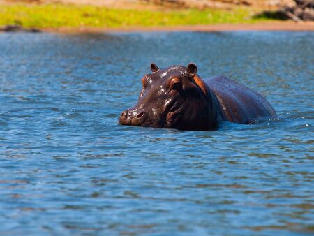 Hippopotamus hidden in the water of Chobe River, Botswanaの写真素材