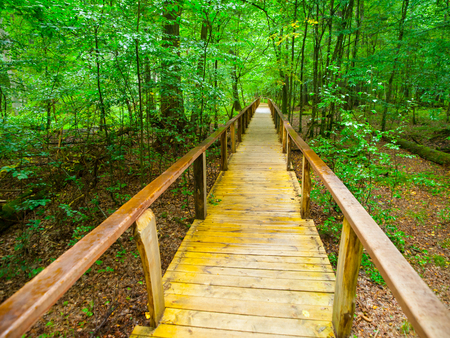 Wooden path in Bialowieza primeval forest, Polandの写真素材