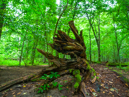 Broken tree roots and fresh green deciduous forest, Bialowieza primeval forest, Poland and Belarusの写真素材