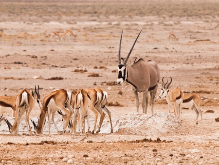 Gemsbok Oryx and herd of impalas at waterhole in Etosha National Park, Namibiaの写真素材