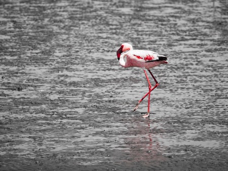 Flamingo walk in shallow water, Walvis Bay, Namibiaの写真素材